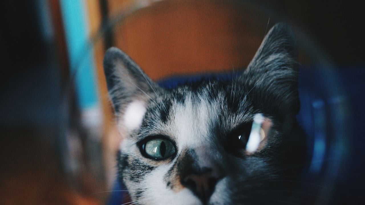 baloncuktan bakan kedi