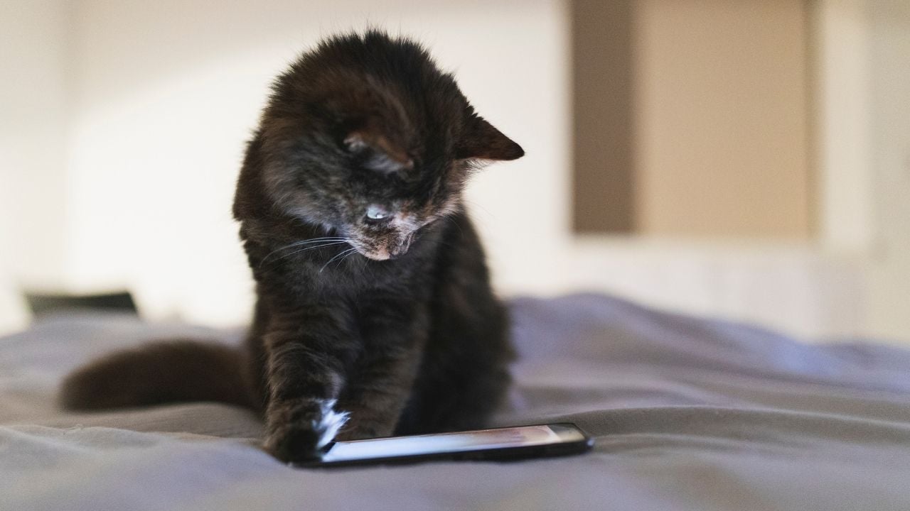 telefonda kediler için oyun oynayan kedi