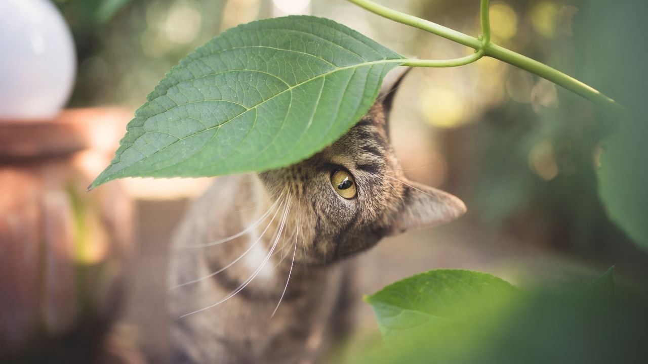 yaprak koklayan bir kedi