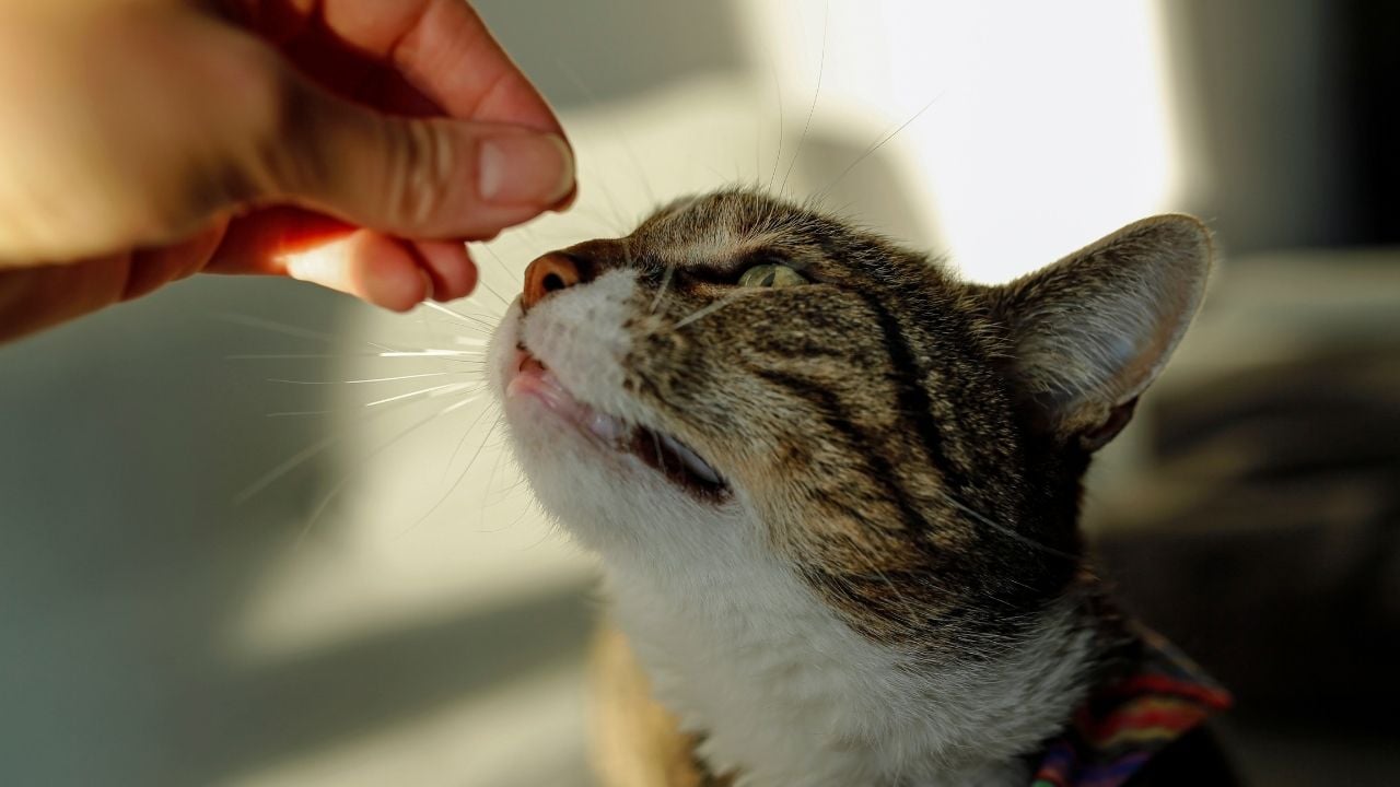 sahibinin elini koklayan kedi