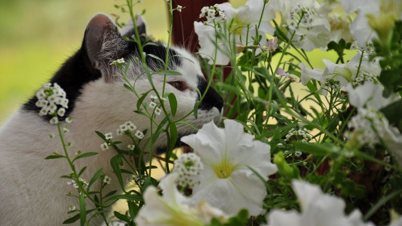 çiçek koklayan bir kedi
