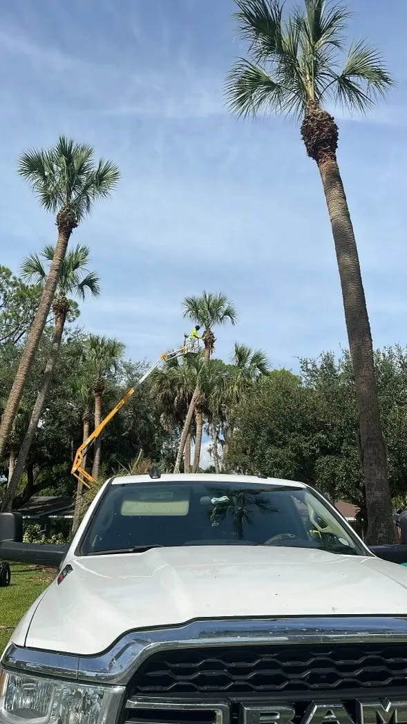 Tree Cutting