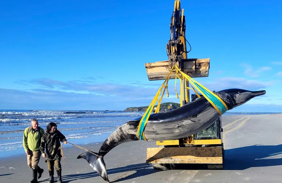 World's Rarest Whale Washes Up On New Zealand Beach