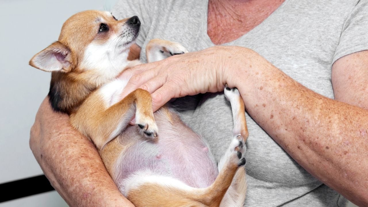 hamile bir köpek sahibinin kucağında