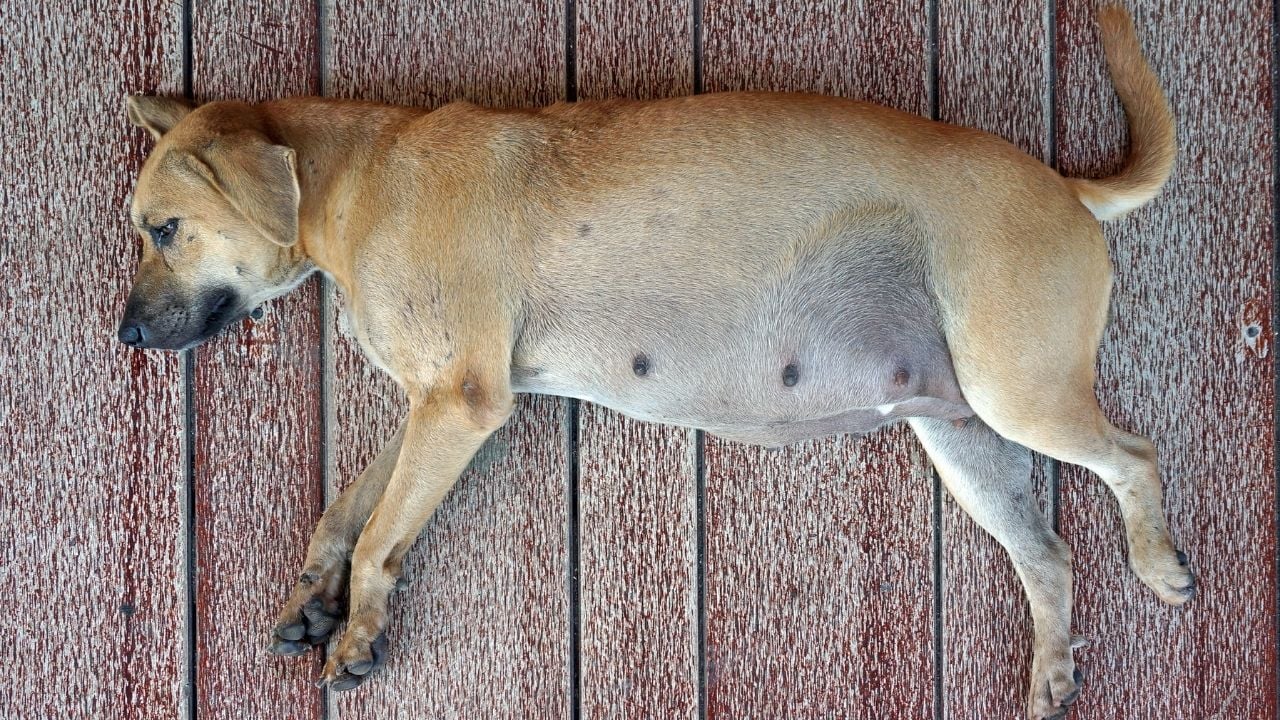 gebe bir köpek yatıyor