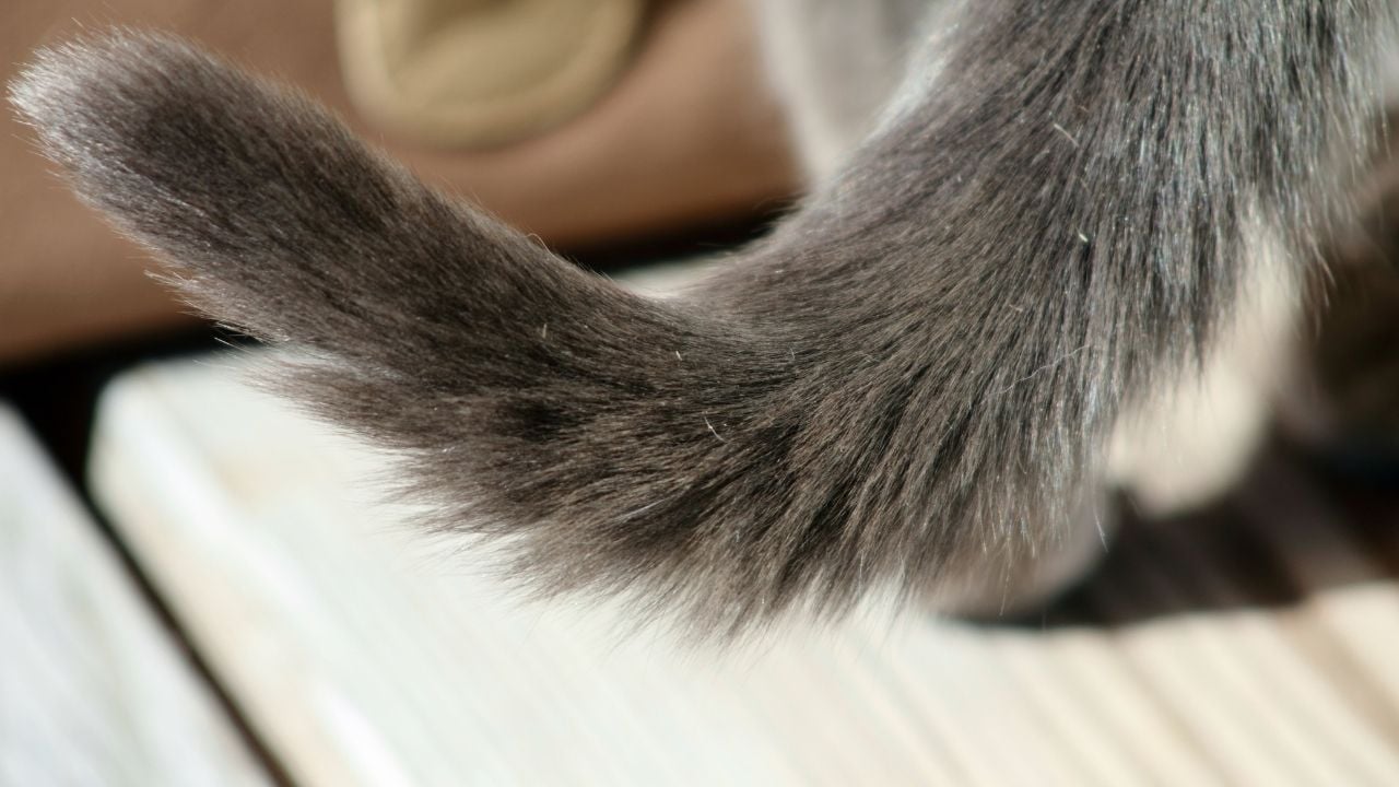 gri renkli kedi kuyruğu