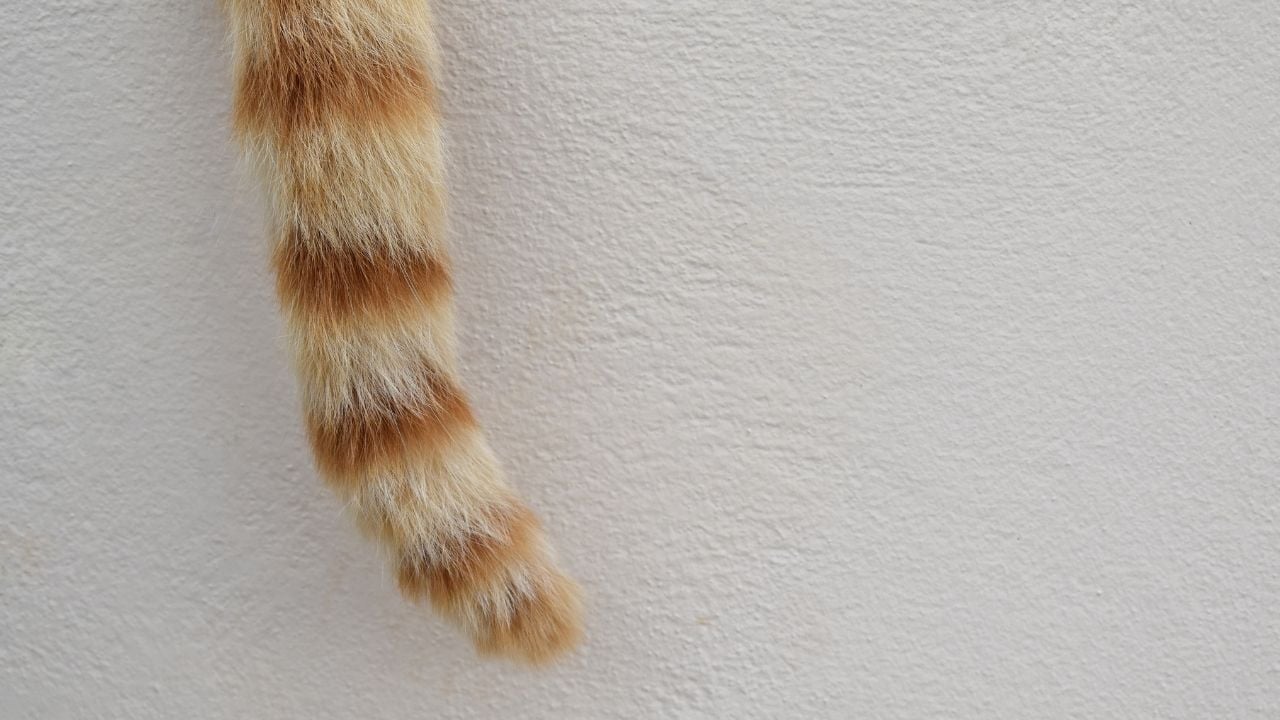 sarı beyaz kedi kuyruğu