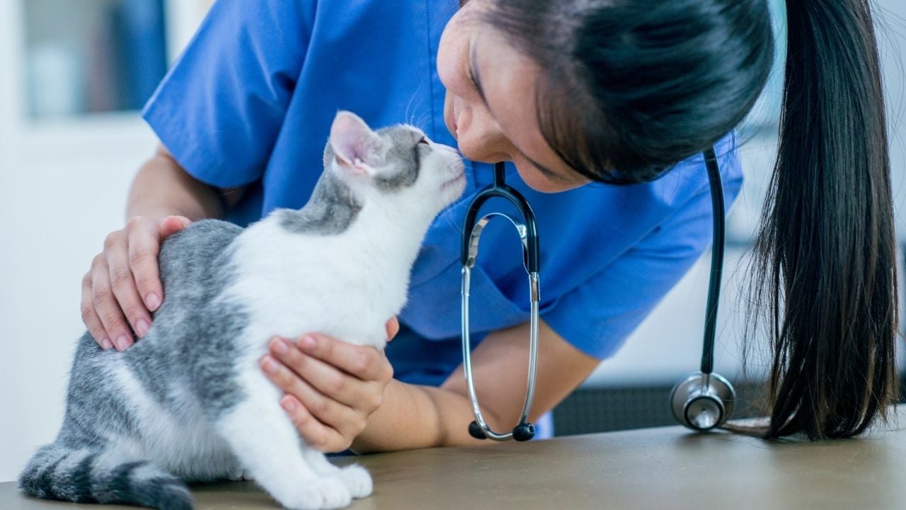 veteriner ve kedi