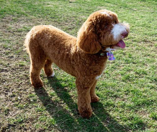 Best Boston Labradoodle Breeder for Your New Family Member