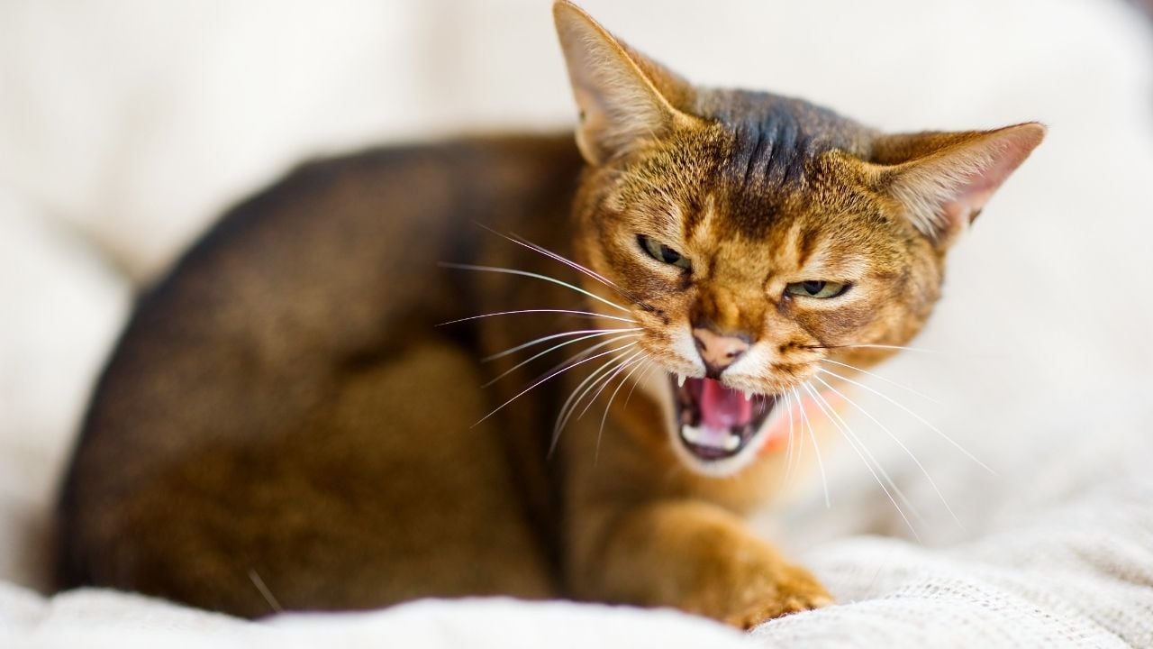saldırgan öfkeli bir kedi