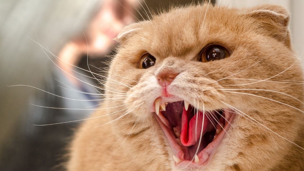 saldırgan sarı bir kedi