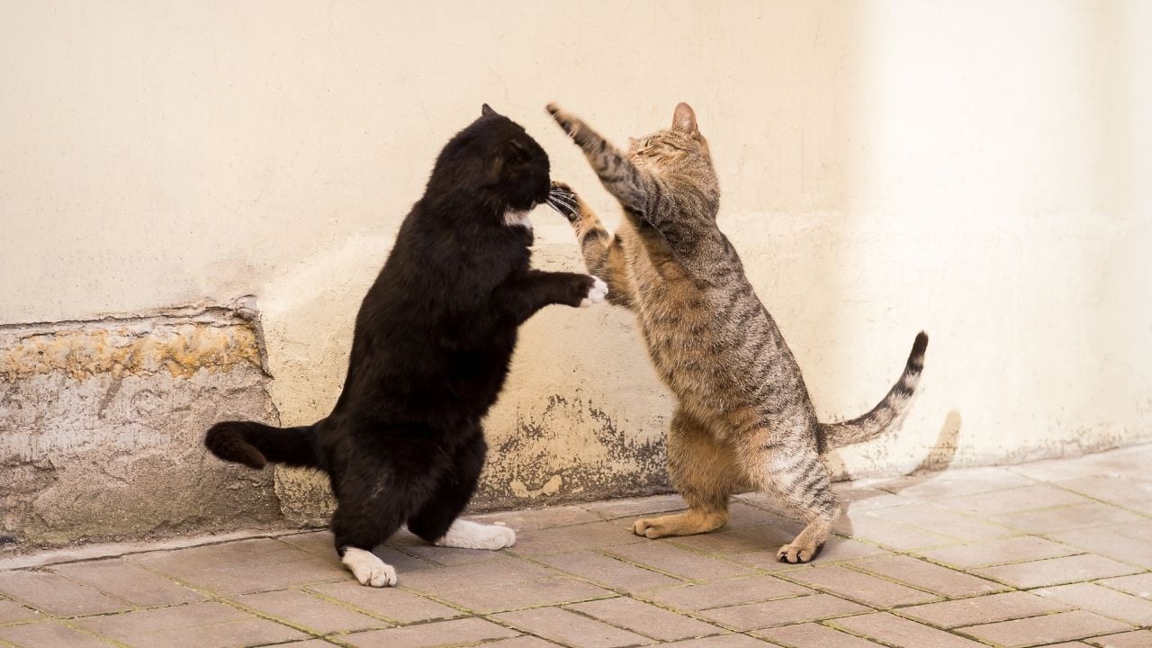 birbirine saldıran iki kedi