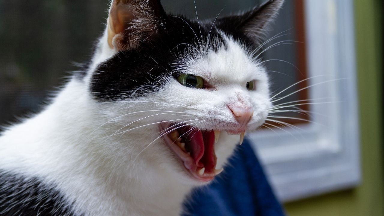 saldırgan siyah beyaz bir kedi