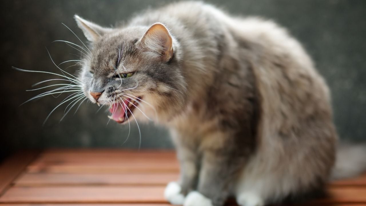 saldırmaya hazırlanan gri bir kedi