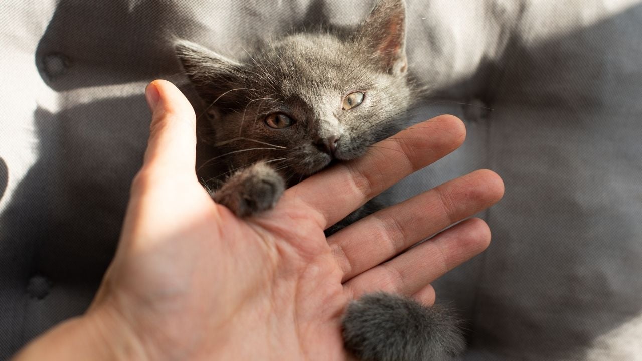 sahibinin elini ısıran yavru bir kedi