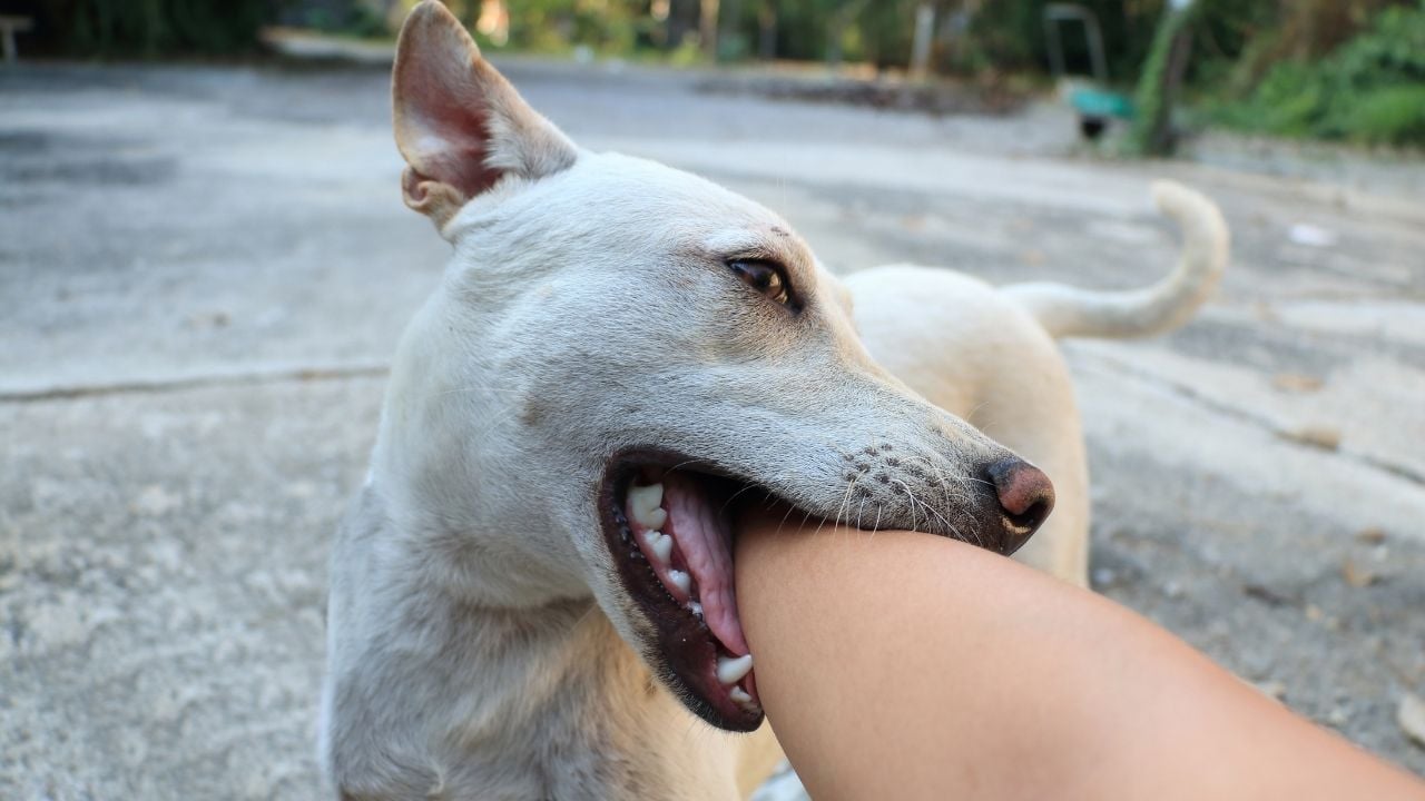 kolu ısıran beyaz bir köpek
