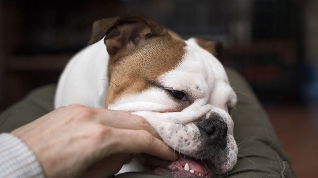 sahibinin elini ısıran bir bulldog