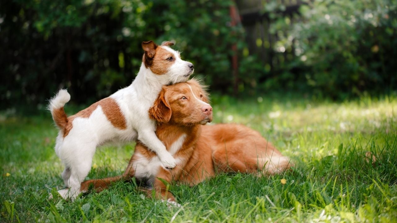 sosyalleşen iki köpek