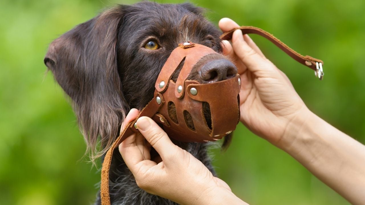 ağızlık takılan bir köpek
