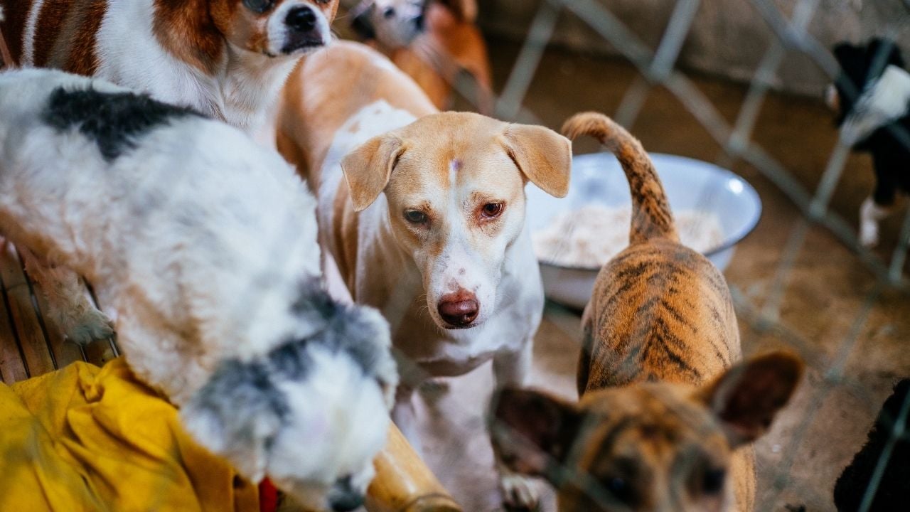 çeşitli sokak köpekleri