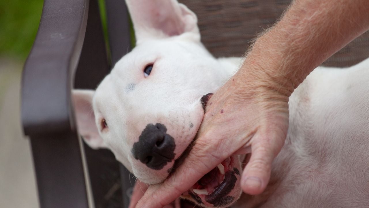 sahibinin elini ısıran Bull Terrier