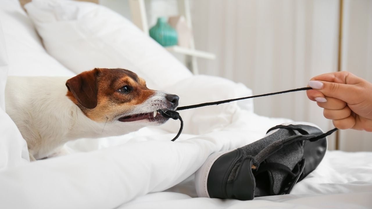 ayakkabı bağcığını ısıran bir köpek