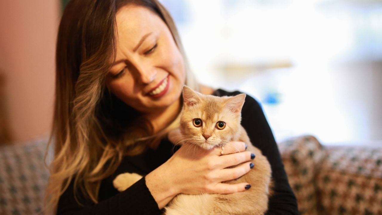 sevilmekten sıkılmış bir kedi