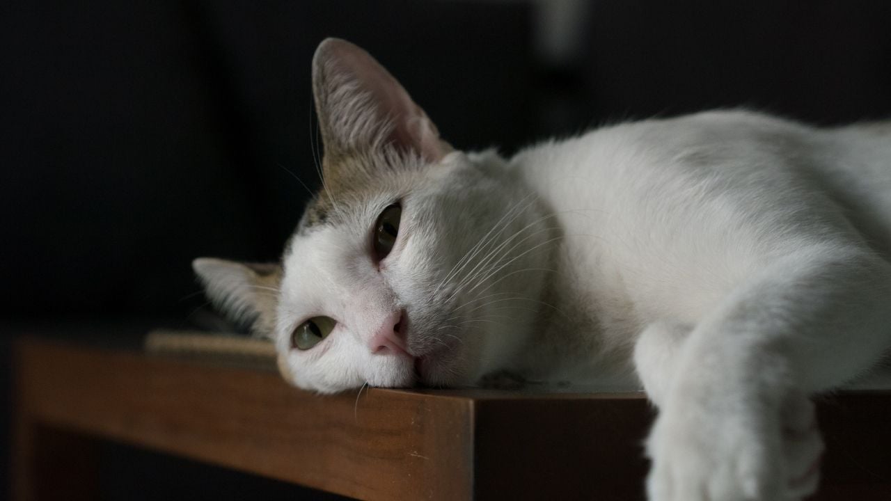 sıkılmış bir kedi