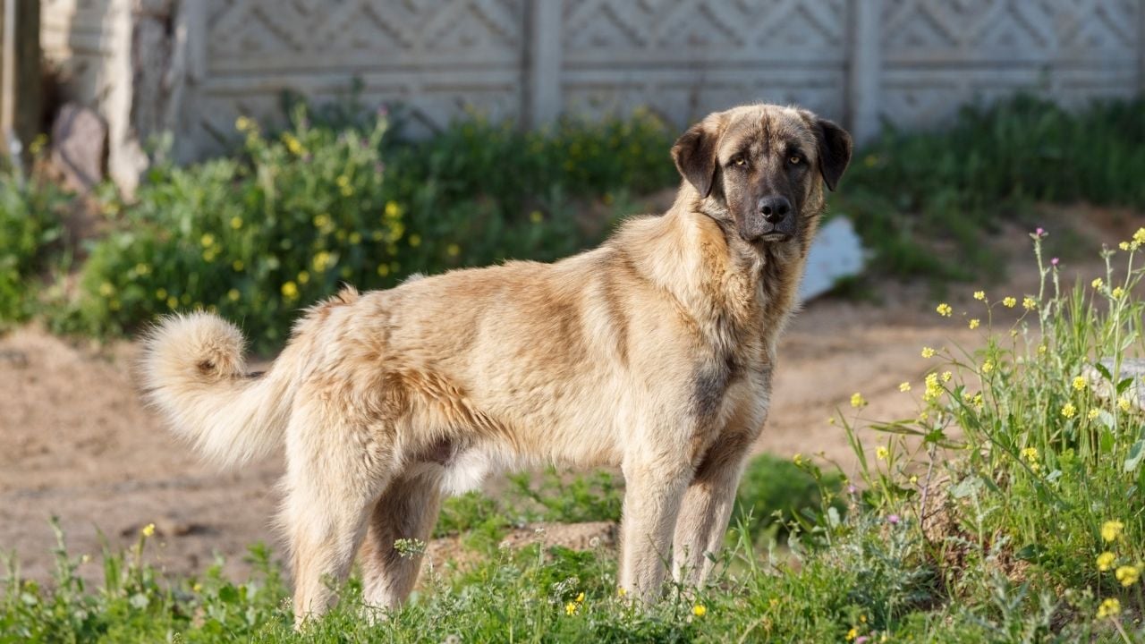 kangal köpek bahçede