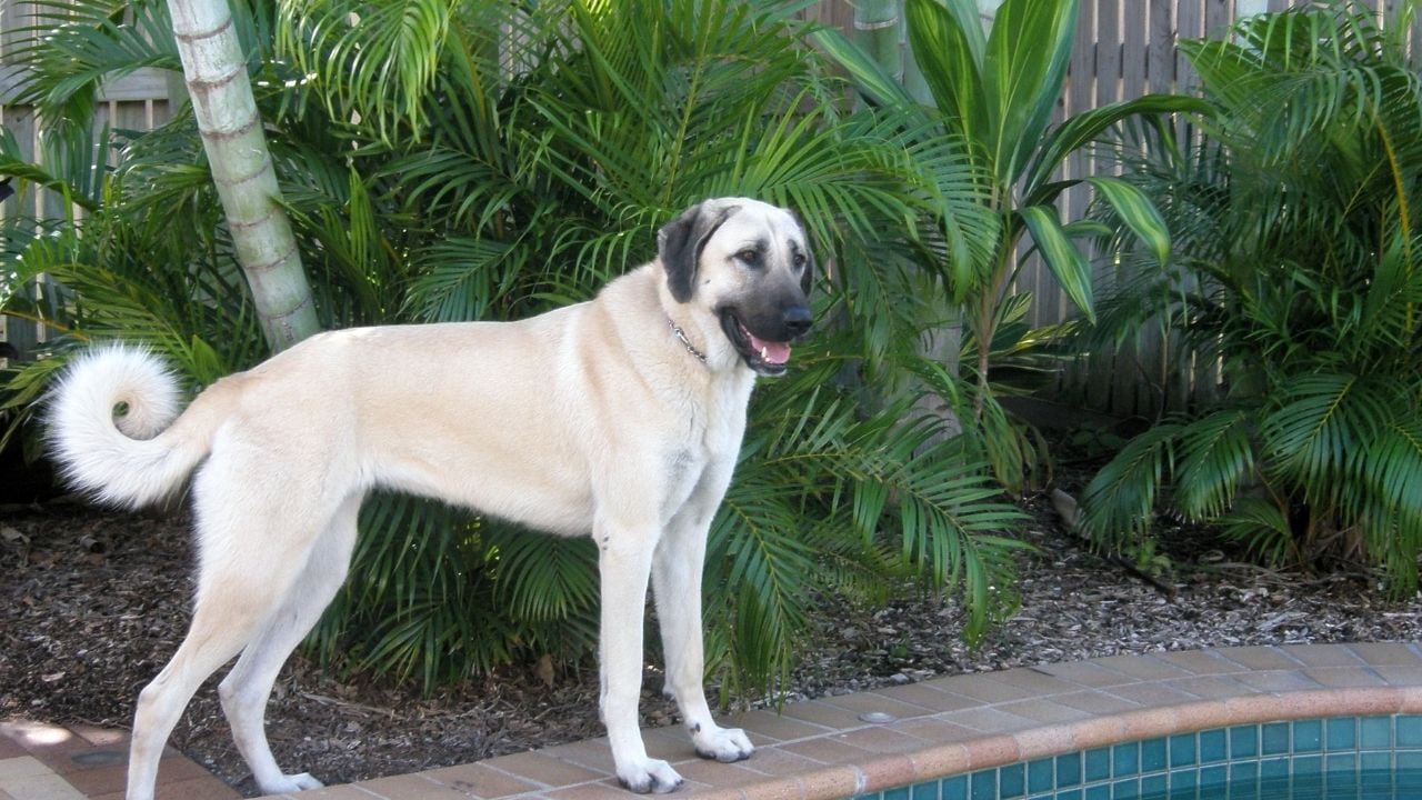 havuz başında açık renk bir kangal