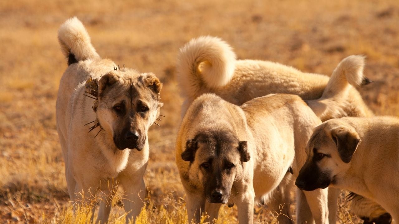 tarlada 4 kangal köpek