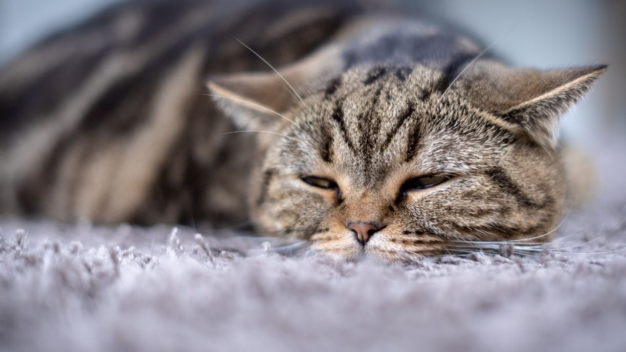 hasta tekir kedi