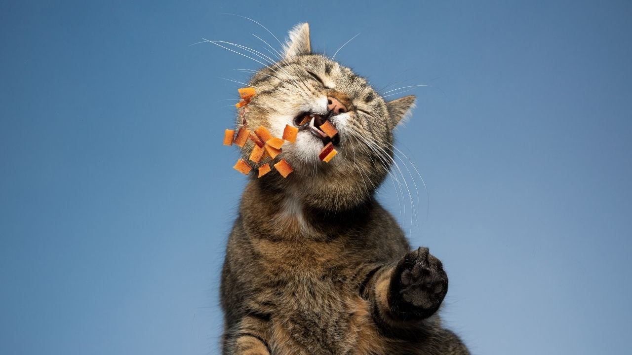 bir şeyler yiyen kedi