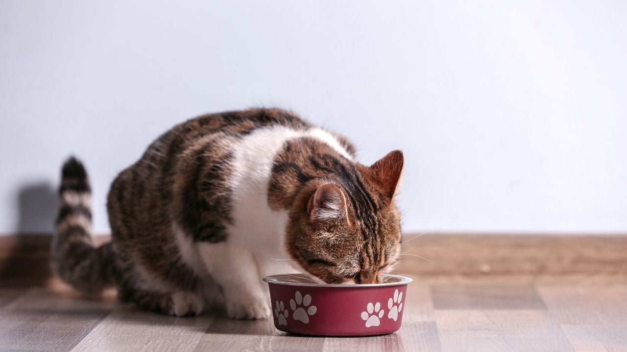 mama yiyen bir kedi