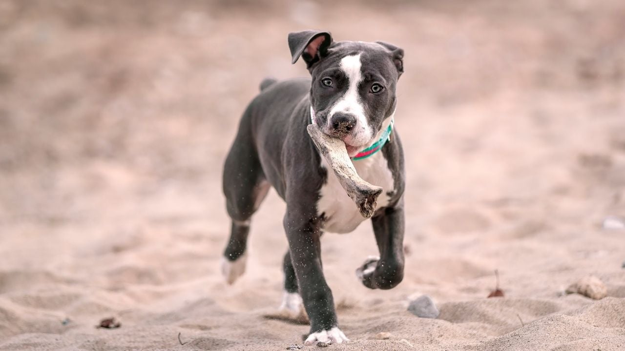 Amerikan Pitbull Terrier koşuyor