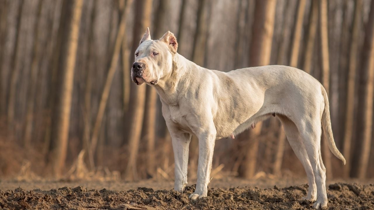 Dogo Argentino ayakta