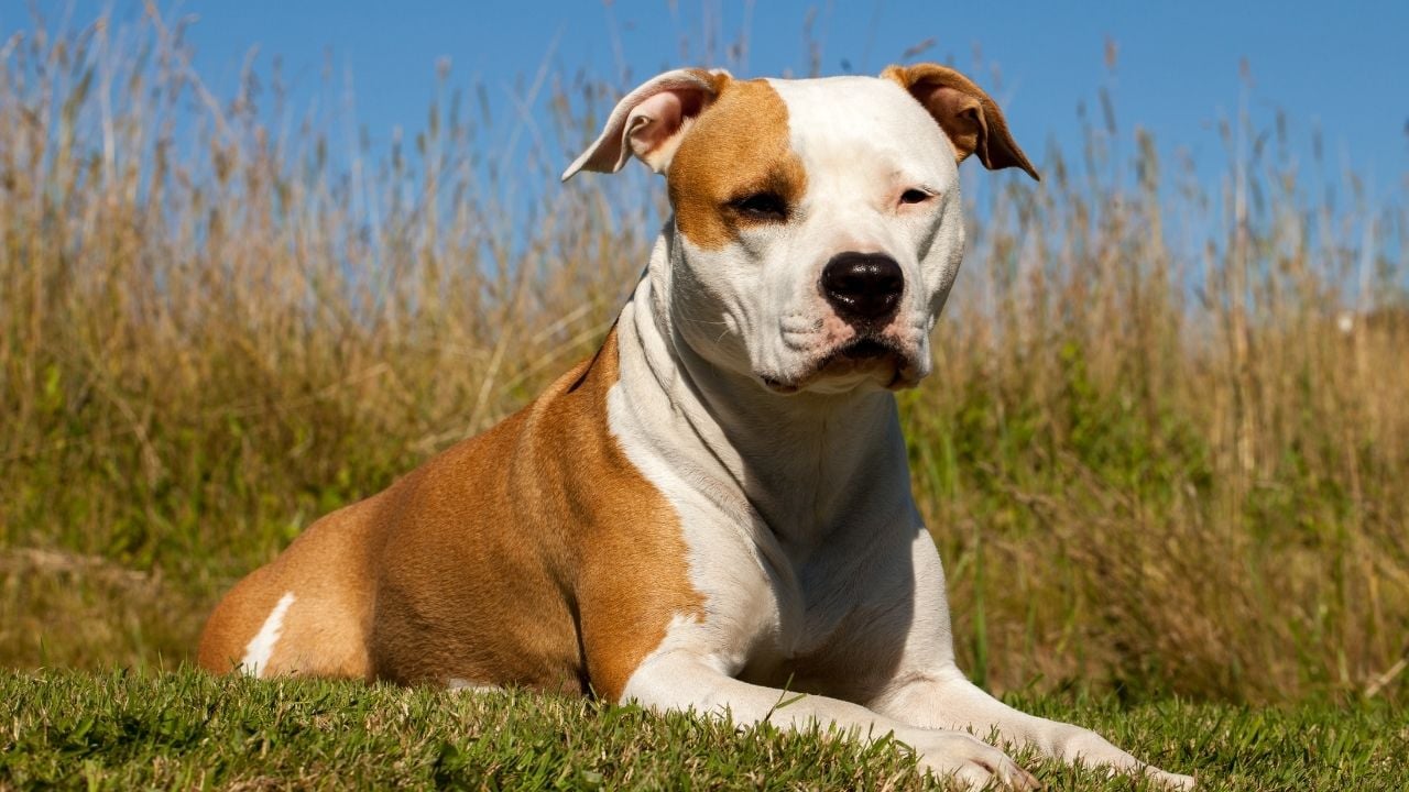 beyaz kızıl American Staffordshire Terrier