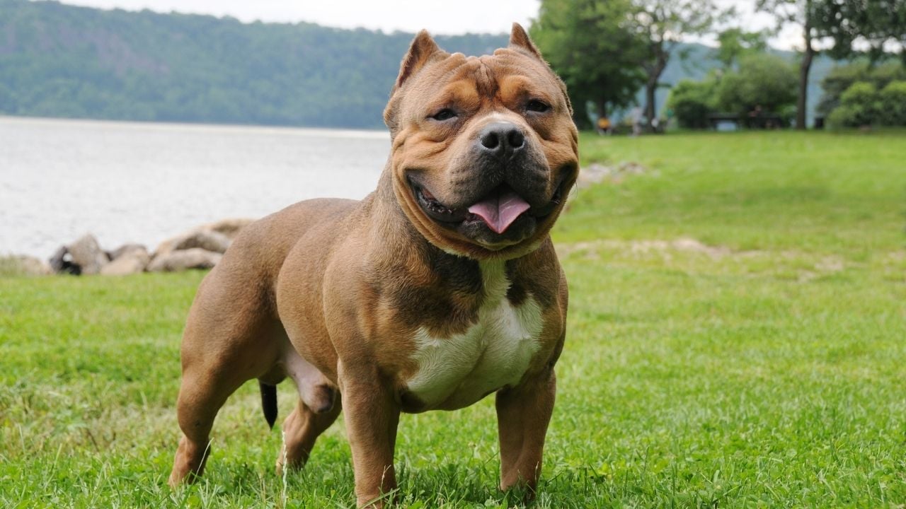 American Bully gülümsüyor