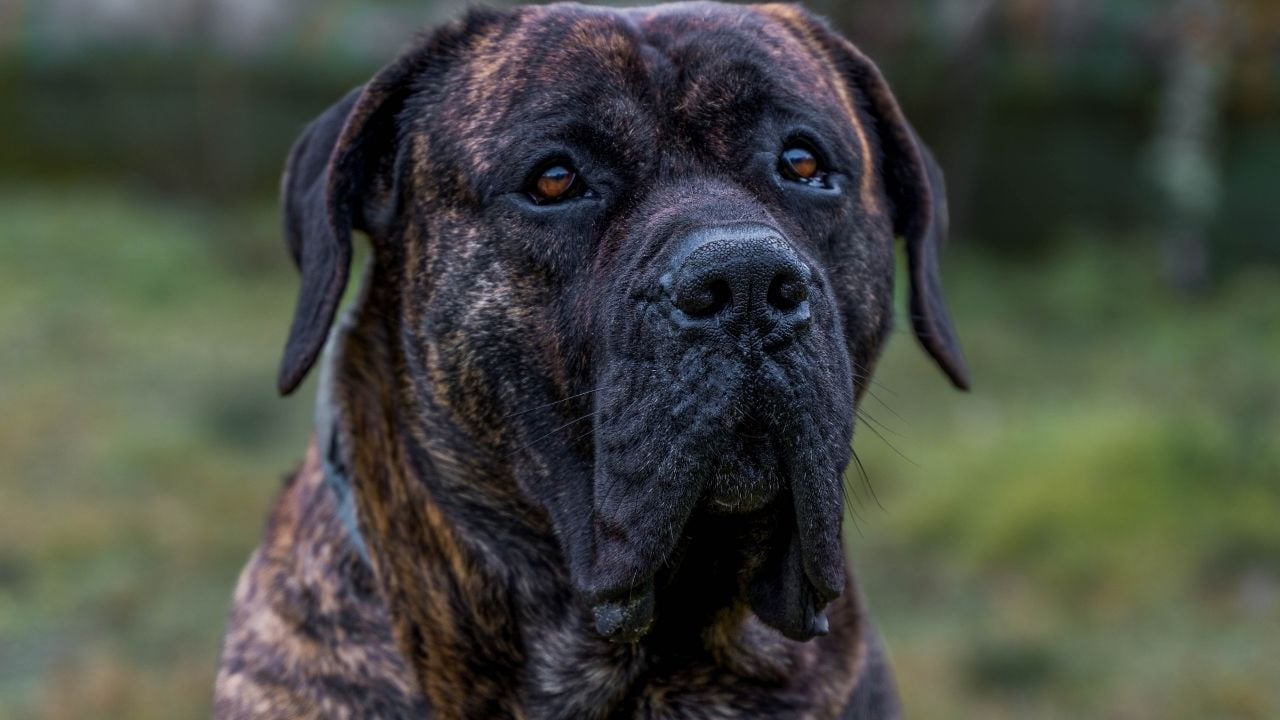 Presa Canario (Kanarya Mastiff) yasaklı bir ırk