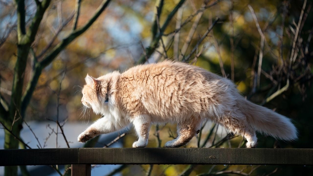 dengeli bir şekilde yürüyen kedi