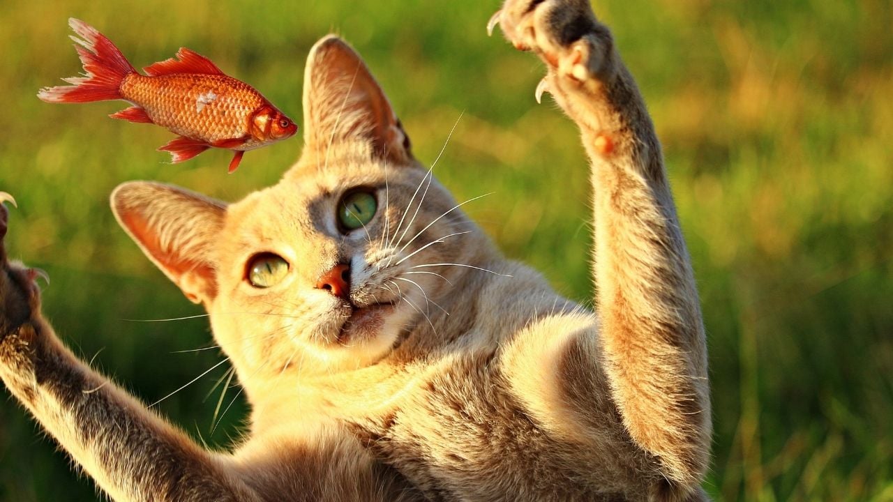 avlanan bir kedi