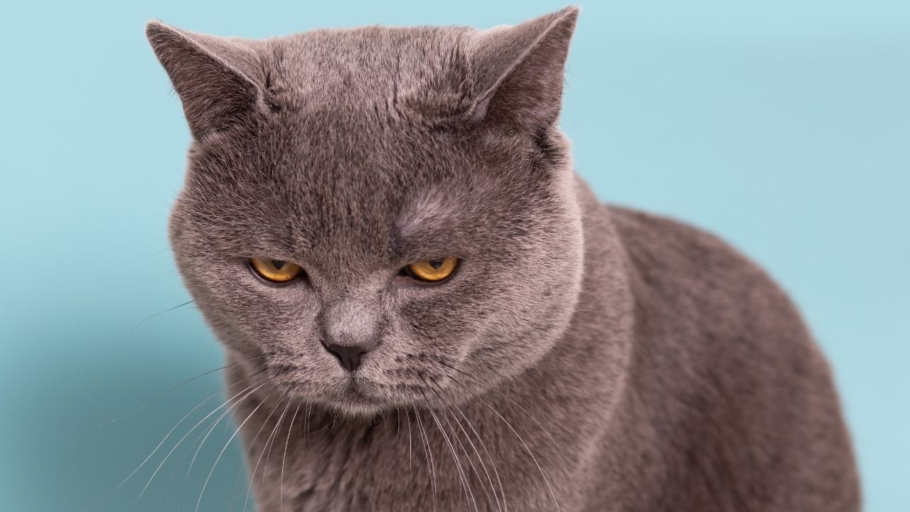 sinirli bakan bir kedi