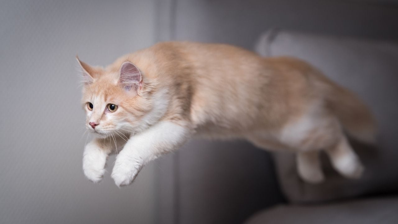 atlayan bir kedi