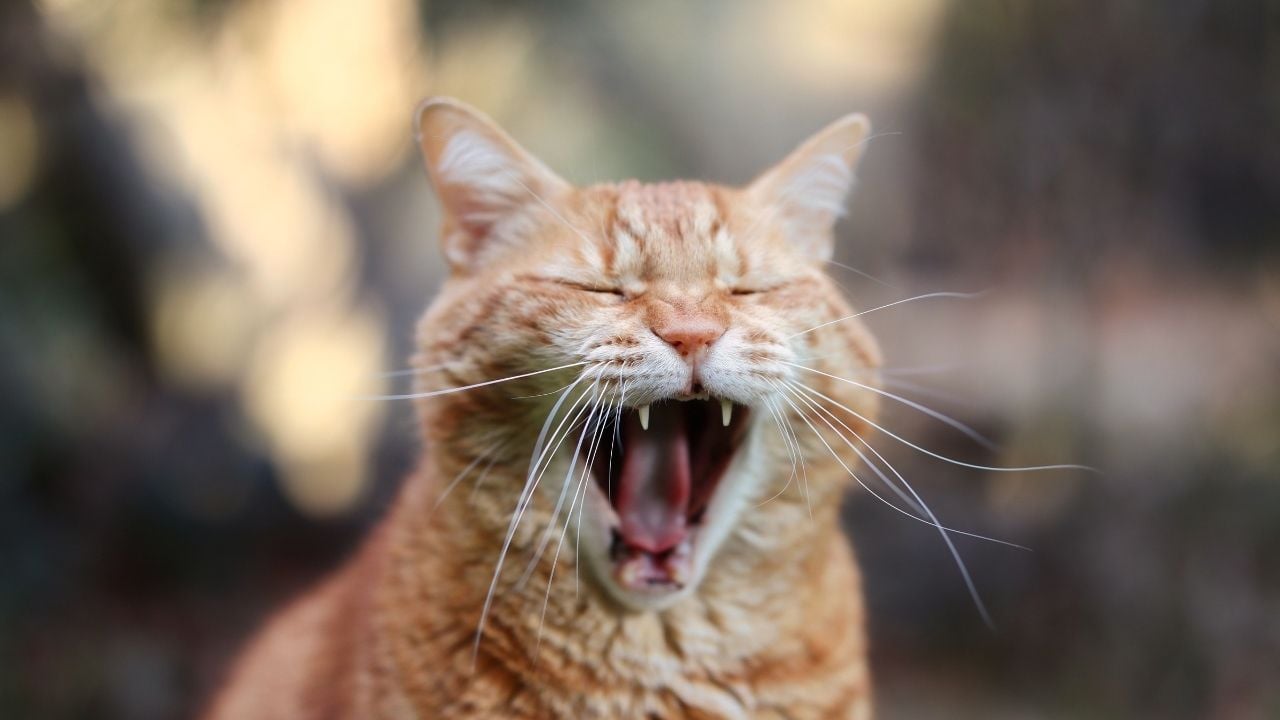 uzun bıyıklı sarman bir kedi