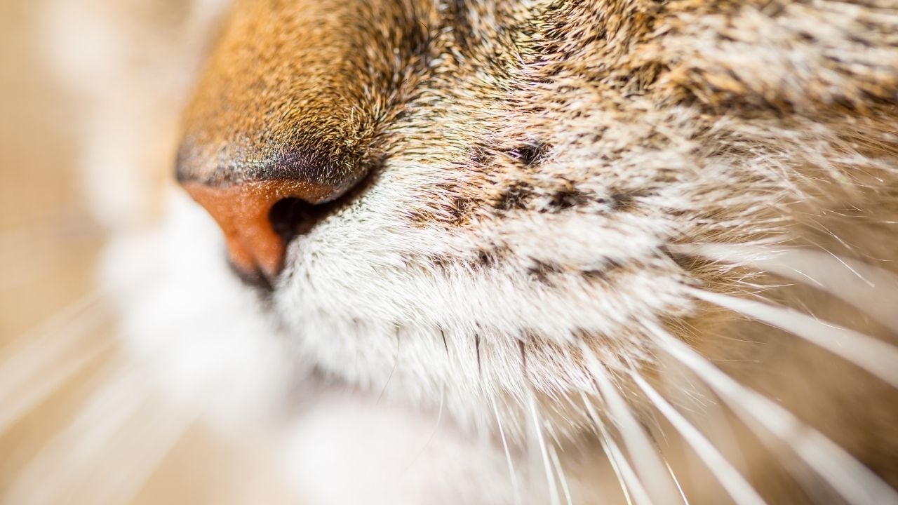 kedi bıyığı