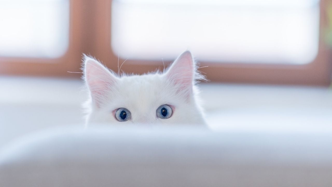 gözleri ve kulakları görünen bir kedi