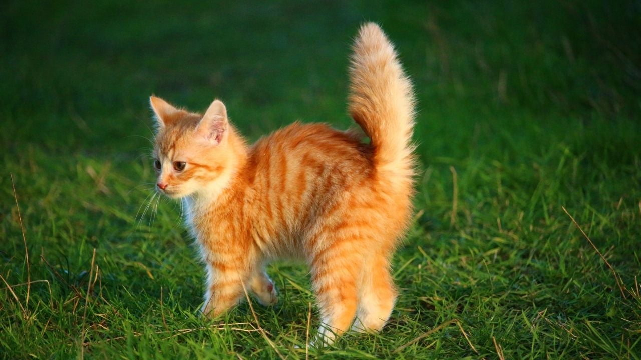 minik sarı yavru dişi kedi