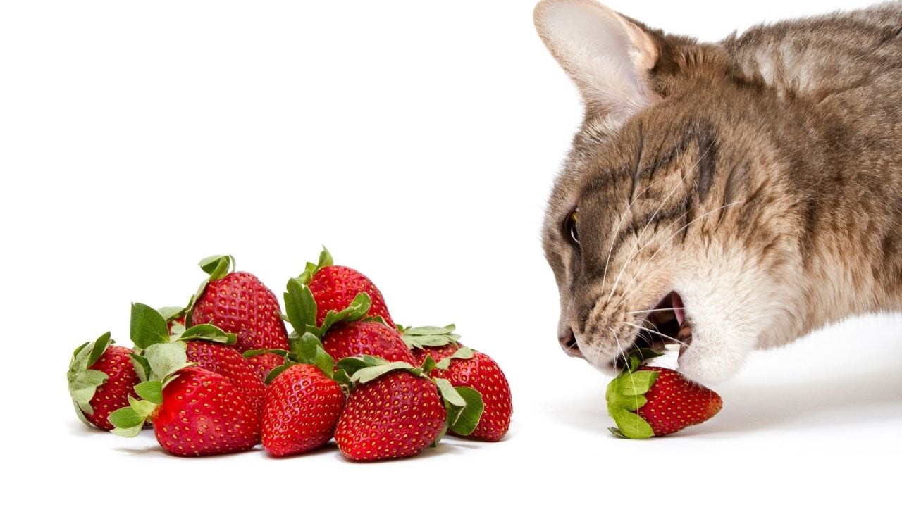 çilek ve kedi