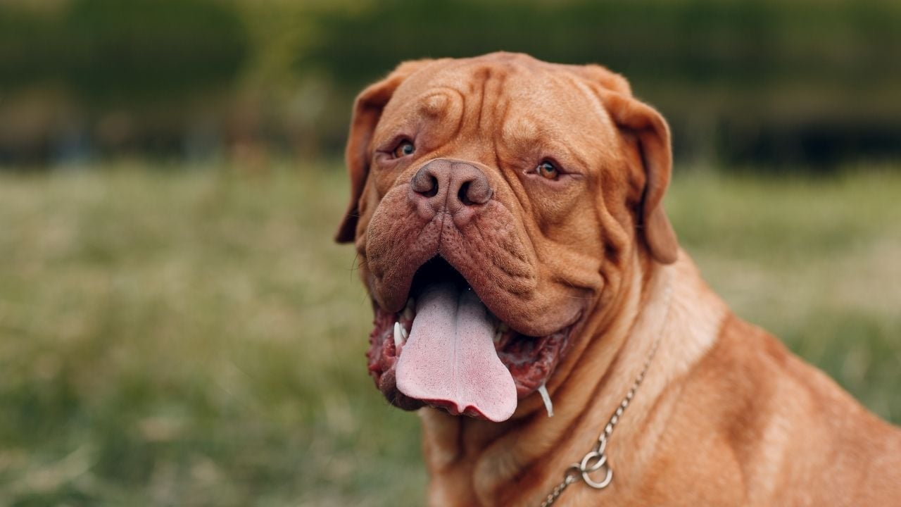 Dogue de Bordeaux (Fransız Mastifi)