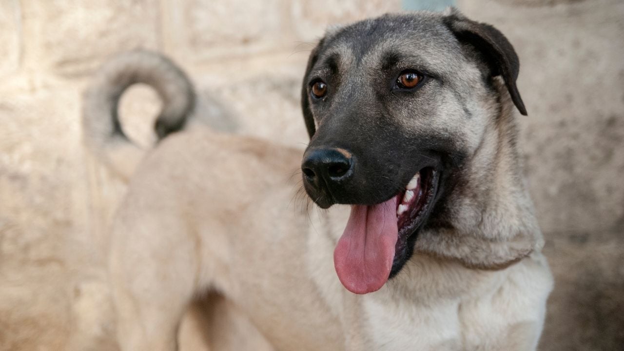 Kangal